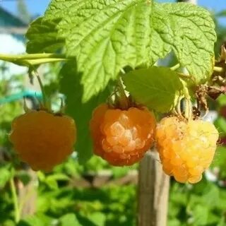 Фото малины золотые купола