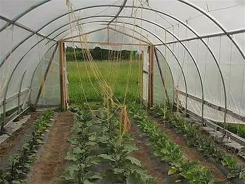 Составить теплица. Бизнес на теплицах что выгоднее выращивать.