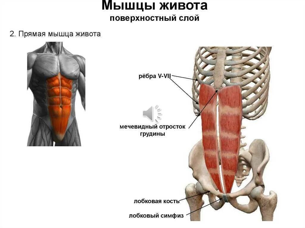 Поперечная мышца как тренировать. Прямая мышца живота анатомия прикрепление. поперечная и прямая мышцы живота, вид спереди. строение мышц живота. косые мышцы живота анатомия.