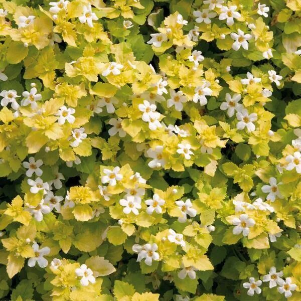 Cascading plants Flower garden design, Edging plants, Flower garden