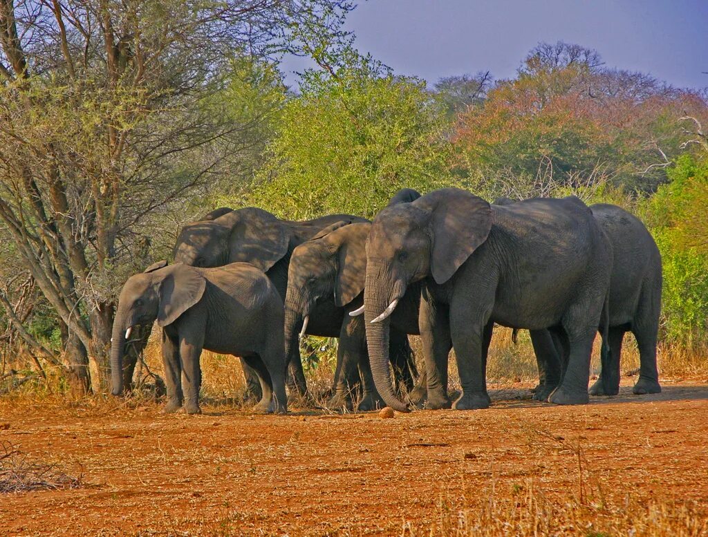 Africa park