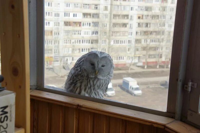 Сокол гнездо на балконе. Сокол на окне. Сокол на окне. Дзен зеленый окно птица. Нежданный лесной гость в городе птица.