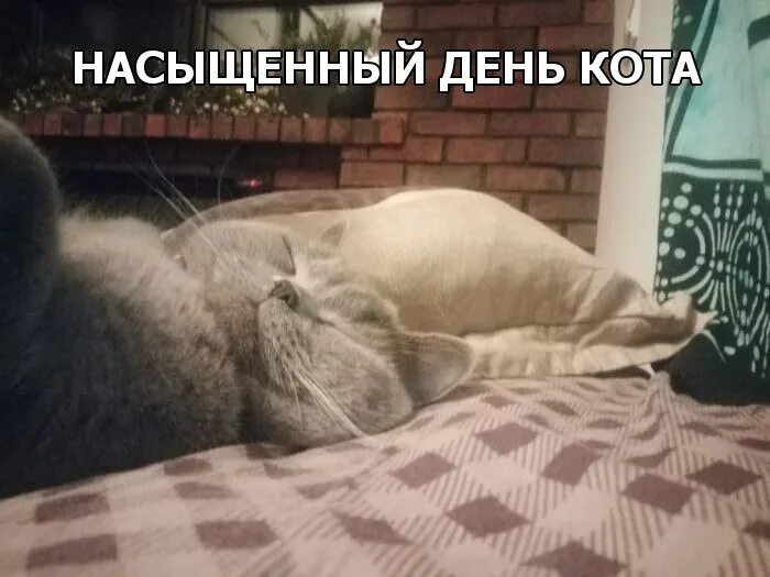 Смешные истории про животных. Котята уехали домой. Мой дом там где мой кот. Видео там где кот. Видео там где кот.