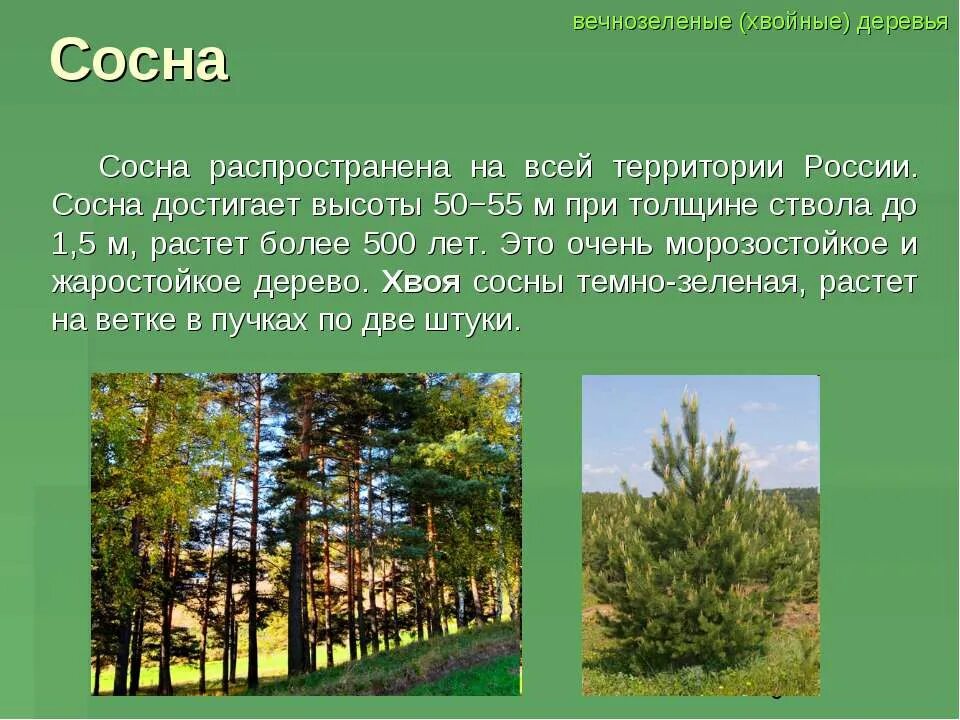 В какой природной зоне преобладают хвойные деревья. Сосна информация о дереве. Сообщение о хвойном дереве. Сосна краткая информация. Информация о сосне.