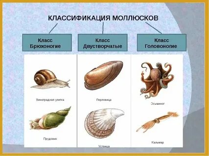Представителями типа моллюсков являются