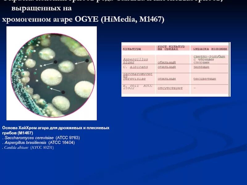 Хромогенный агар для грибов Candida ХАЙМЕДИА. Хромогенная среда для кандид. Дрожжеподобные грибы в Кале. Кандида плесневые грибы. Грибы в кале копрограмма