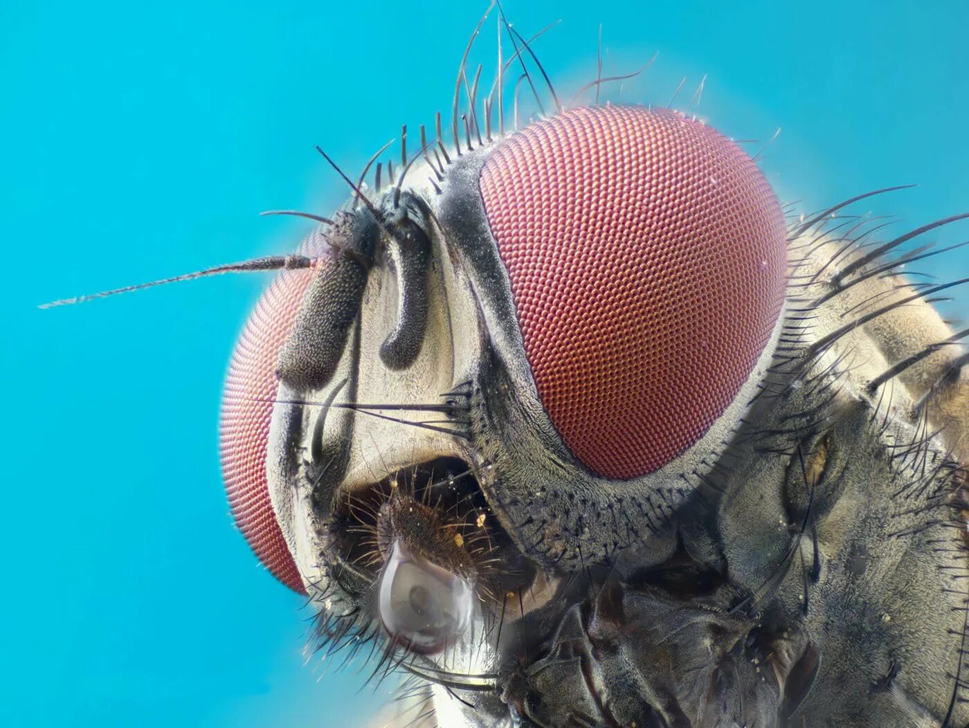Мошка под микроскопом фото. Глаза комара под микроскопом. Комар под микроскопом. Комар Макросъемка. Мошка Макросъемка.