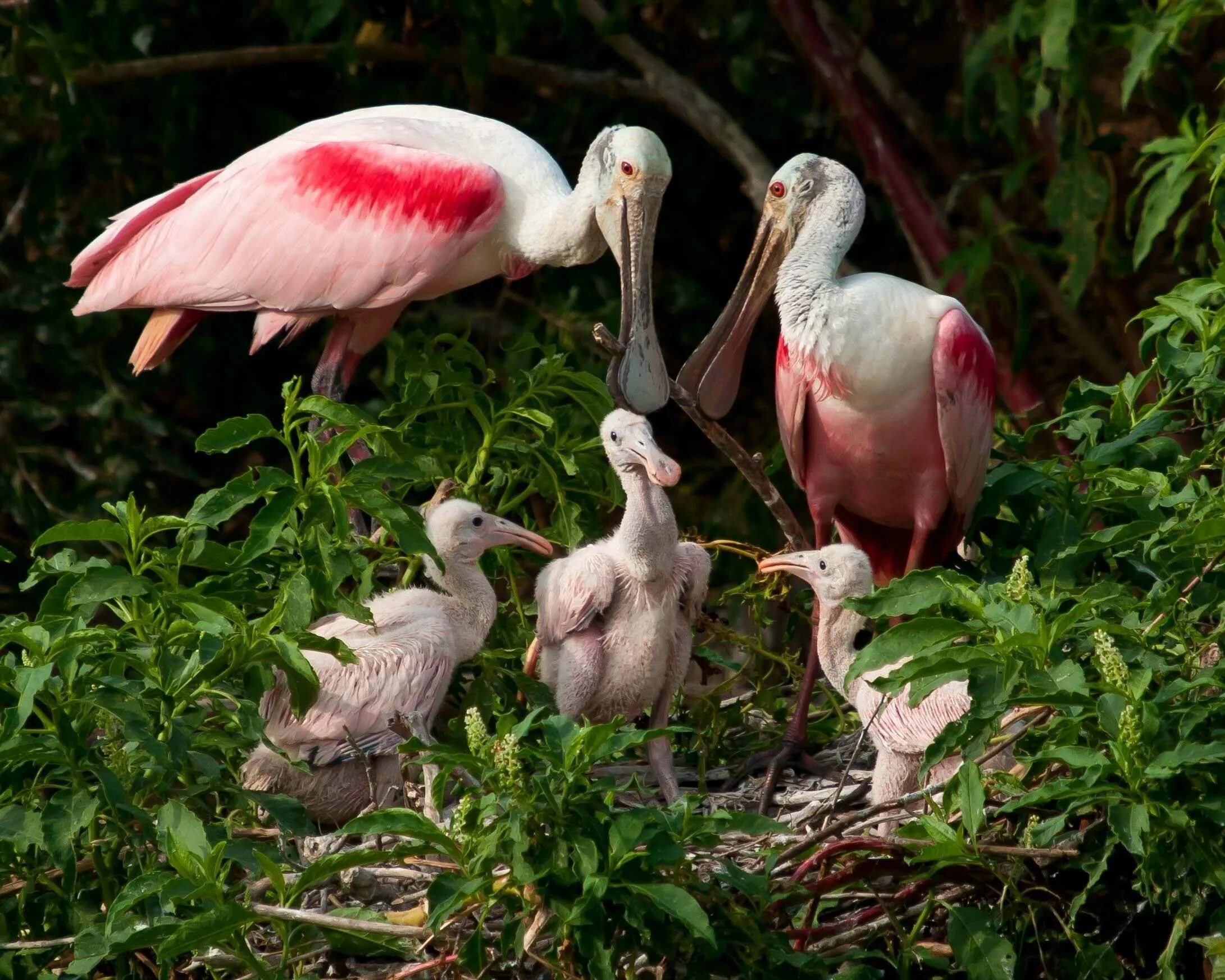 Детеныш птиц млекопитающих. Птенец колпицы. Roseate Spoonbill птица. Колпица с птенцами. Колпица птица.