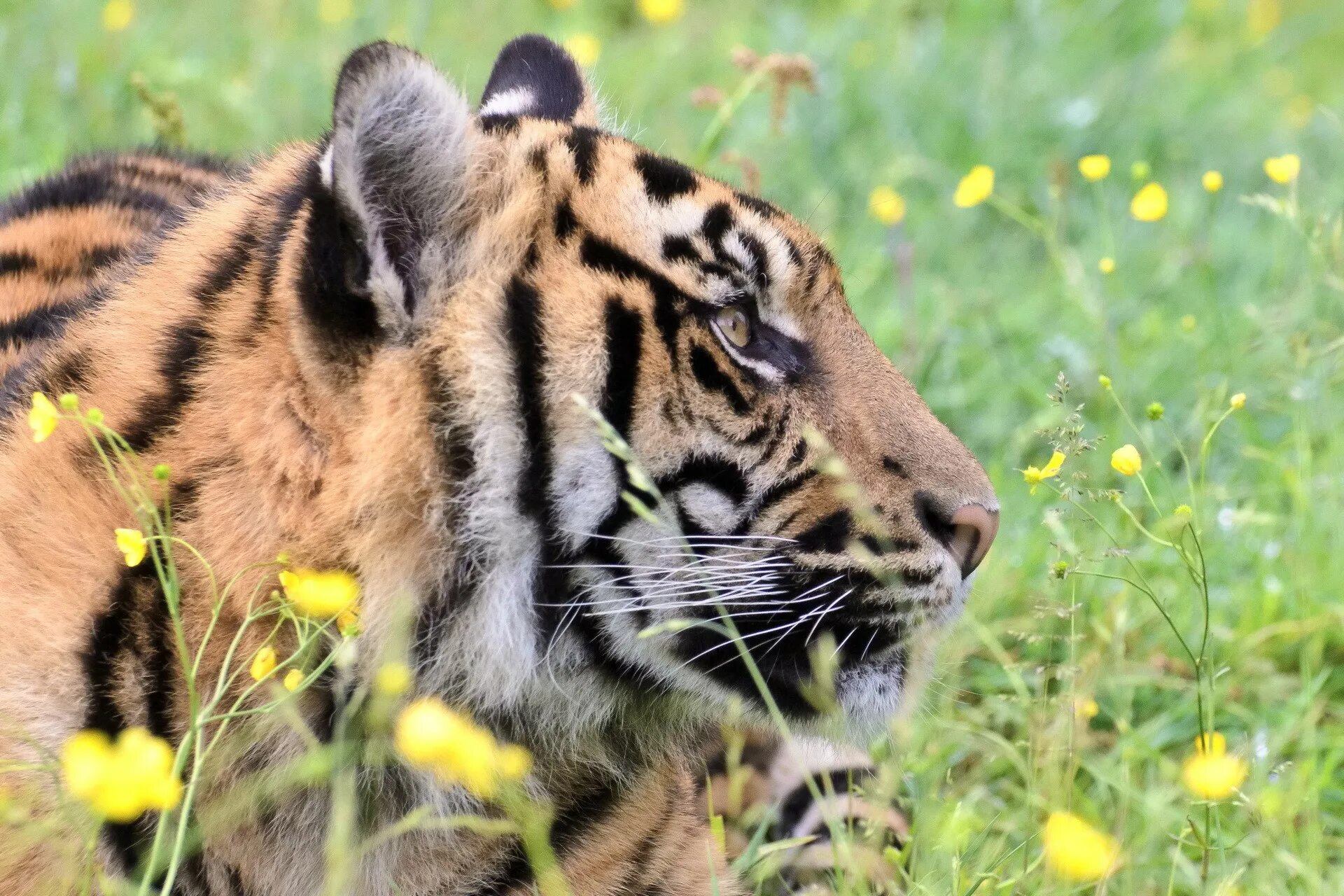 Tiger grass color