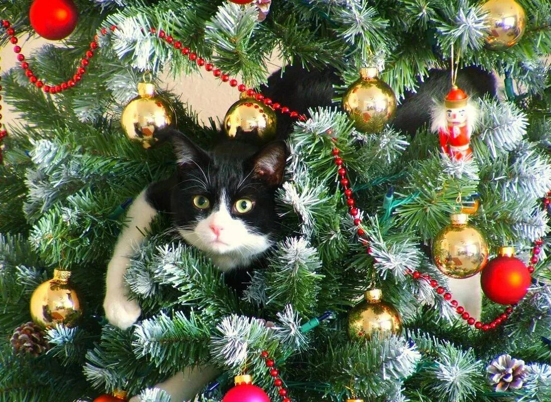 Какие есть животные на новый год. Кот и новогодняя елка. кошка и елка. кот наряжает елку. коты и новогодние елки.