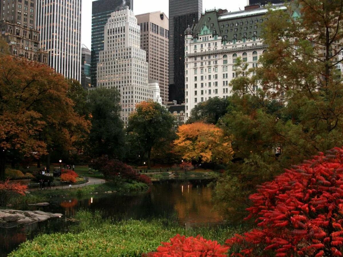 Парки в америке в городе. Парк в Нью-Йорке. Нью-йоркский Центральный парк. Централ парк США. Централ парк Нью-Йорк деревья.