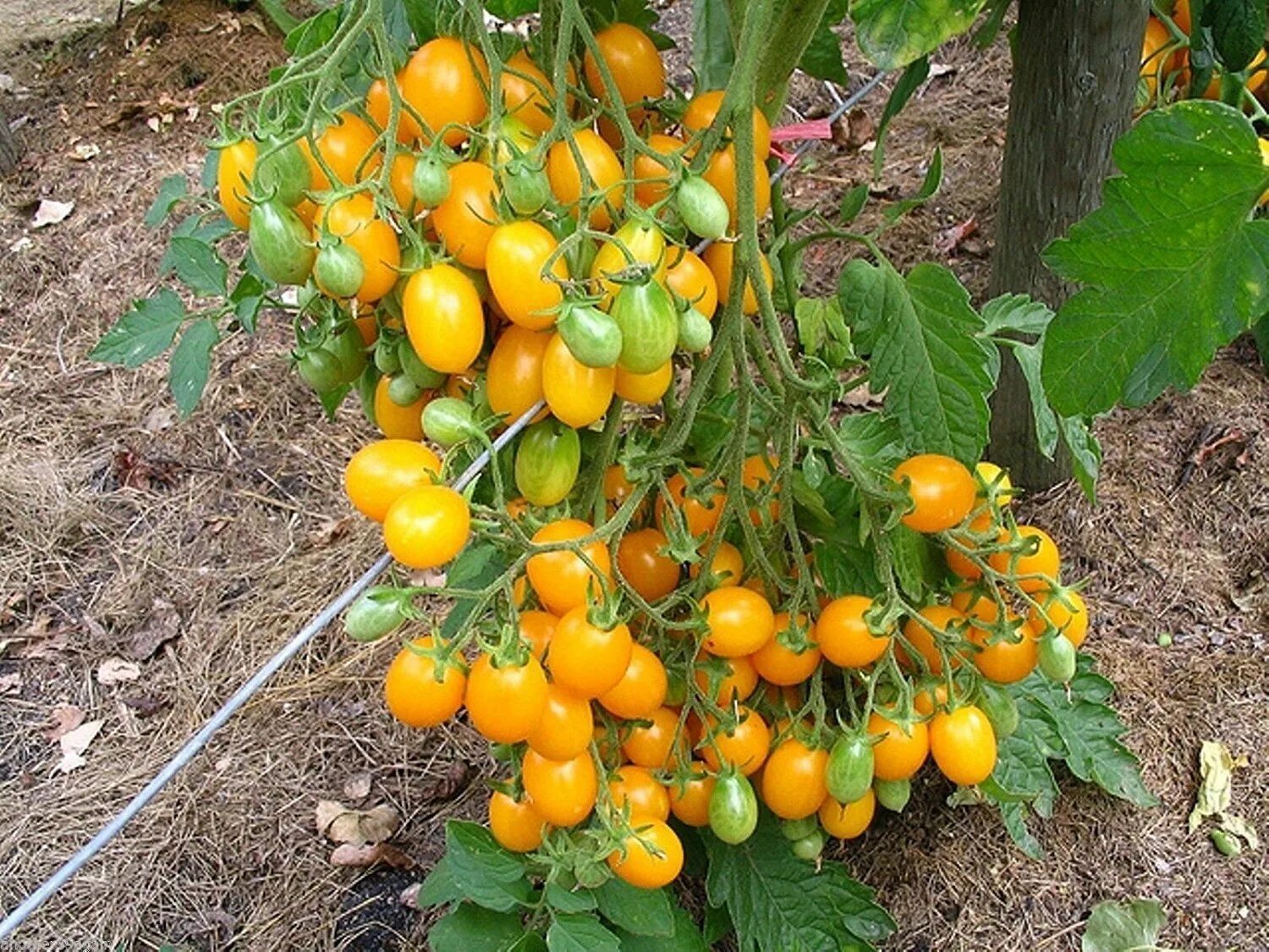 Сумасшедшая вишня сорт томата