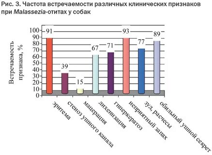 Грибок малассезия у собак
