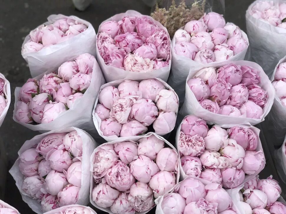 Пионы оптом. Пионы оптом. Пионы оптовый склад москва. 31 пион. Пионы оптом.