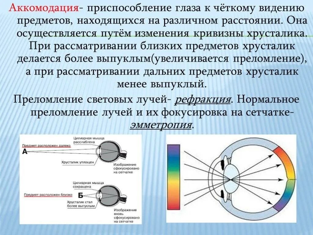 Фокусировка лучей света на внутренней поверхности глазного. Механизмы аккомодации и рефракции. Понятие об аккомодации глаза.. Аккомодация приспособление глаза. Хрусталик глаза при аккомодации.