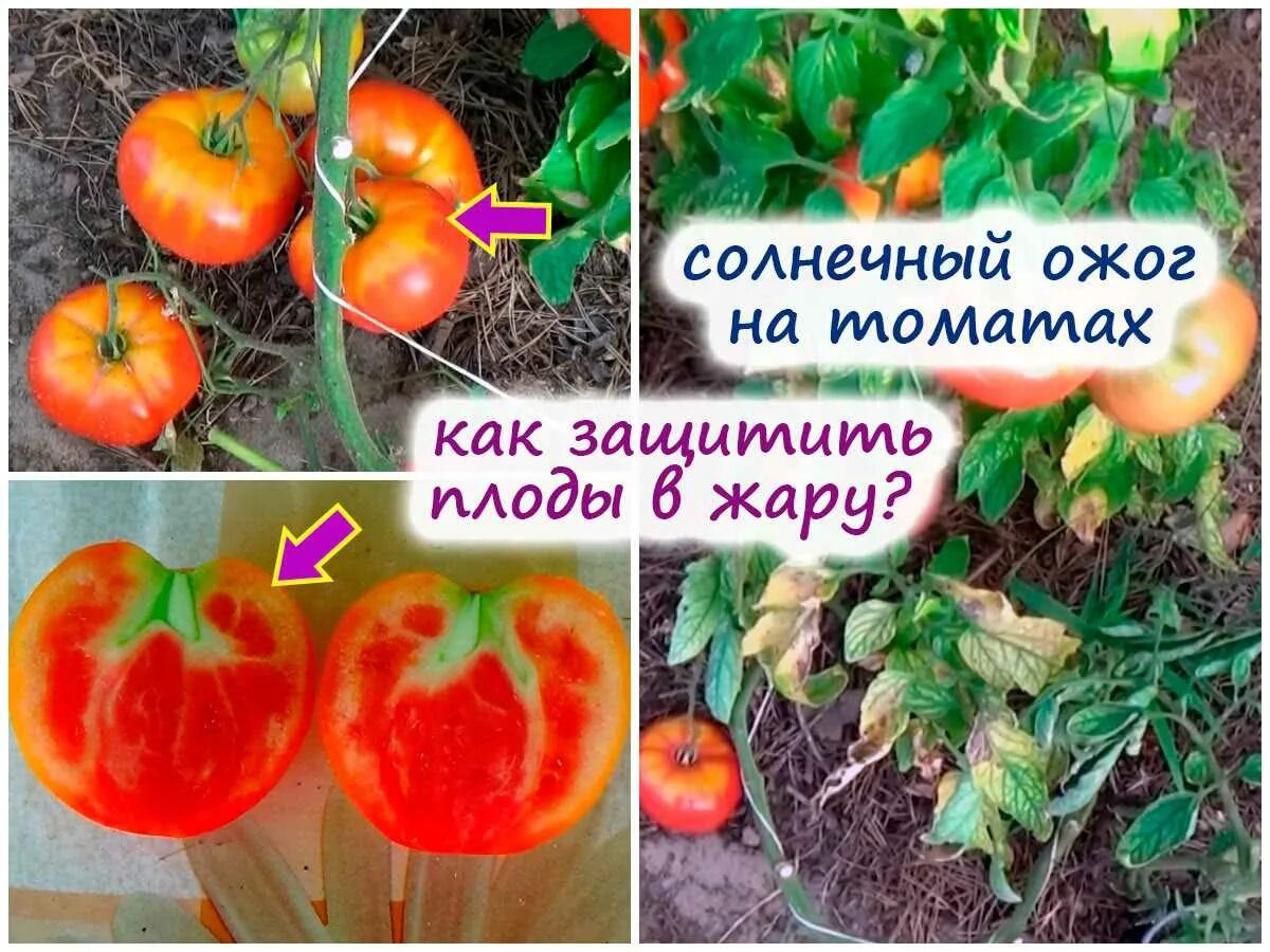 Ожог томатов. Солнечный ожог томатов. солнечный помидор. солнечный ожог у рассады помидор. солнечный ожог на рассаде томатов.