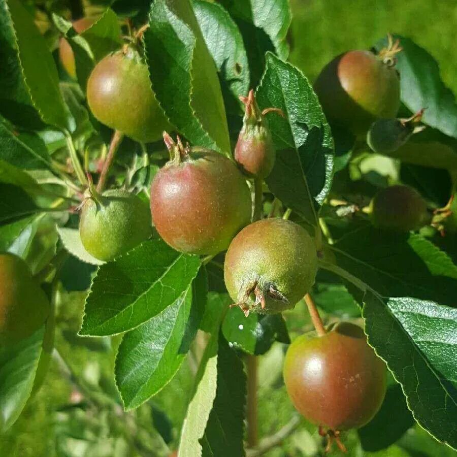 Яблоня Malus domestica. Malus domestica Jonagold. Яблоня домашняя (Malus domestica). Яблоня Malus Hyslop. Вид яблони домашней