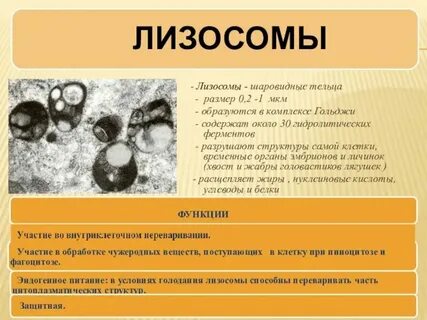 Какие структуры формируются при участии лизосом