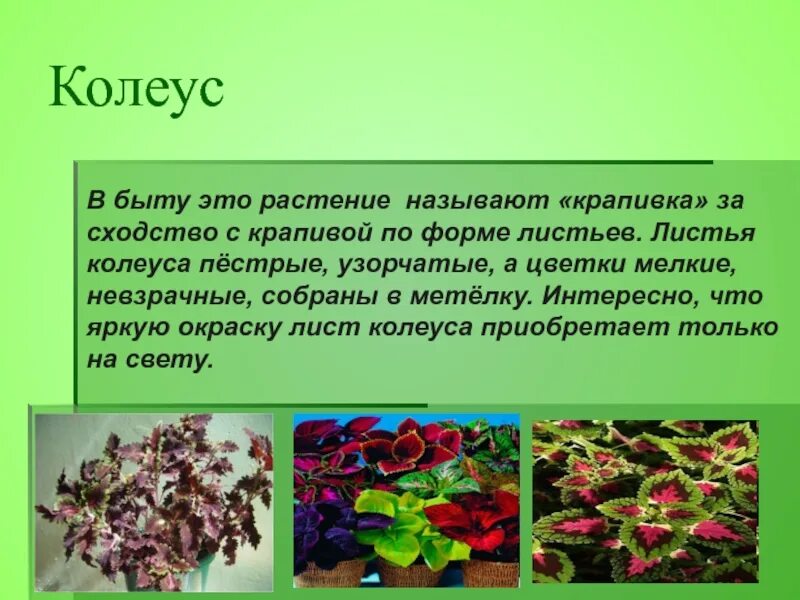 Как по другому называют цветы. Колеус микрозелень. Колеус Крапивка. Родина цветка колеус. Колеус характеристика растения.