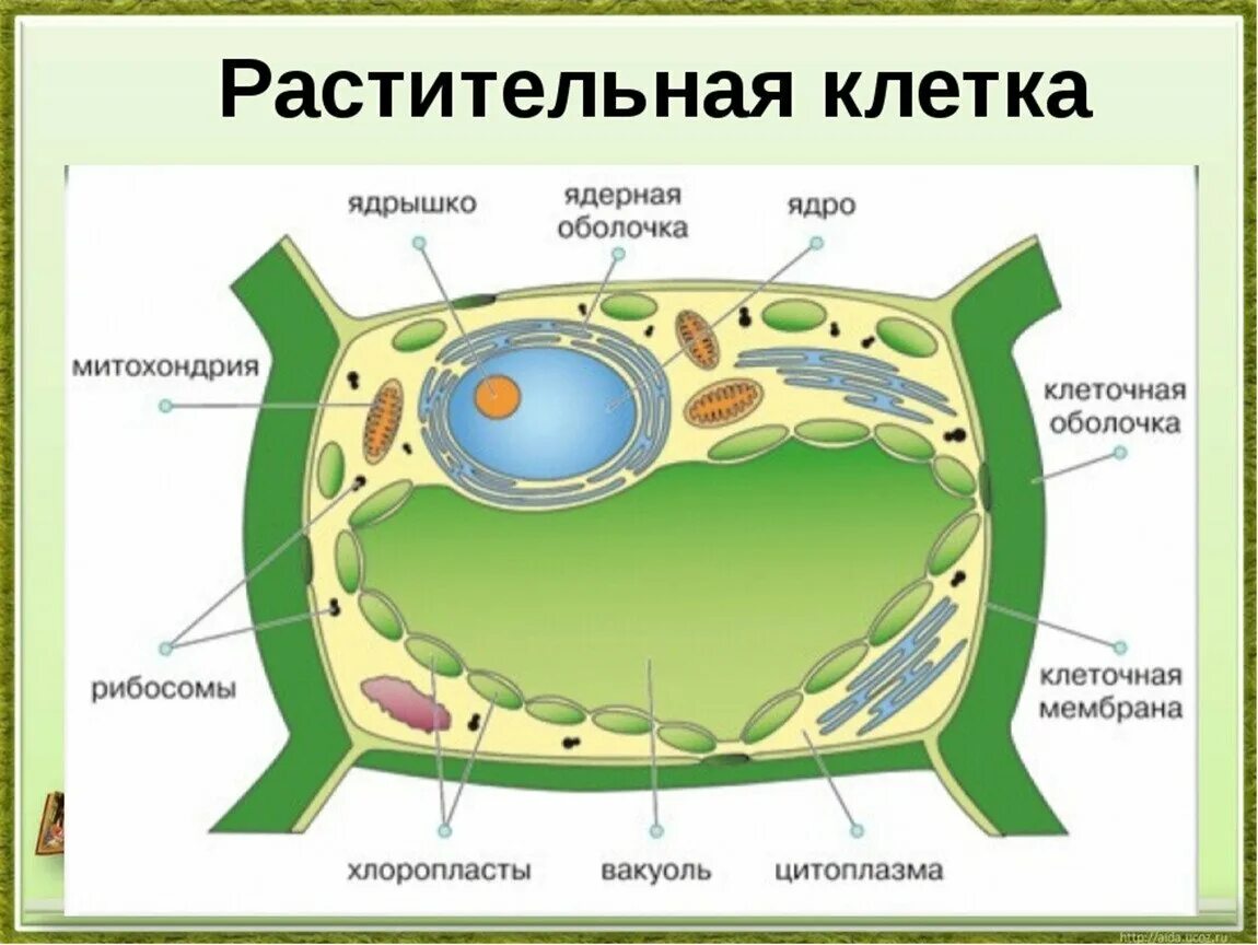 В растительной клетке присутствуют. Строение растительной клетки. Схема строения растительной клетки. Строение эукариотической клетки растения. Растительная клетка рисунок.