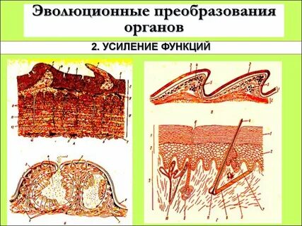 Преобразование организма