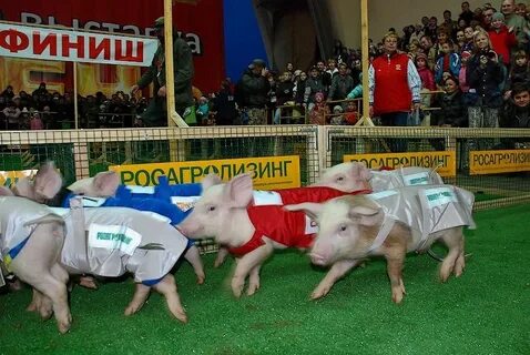 Соревнования свиней
