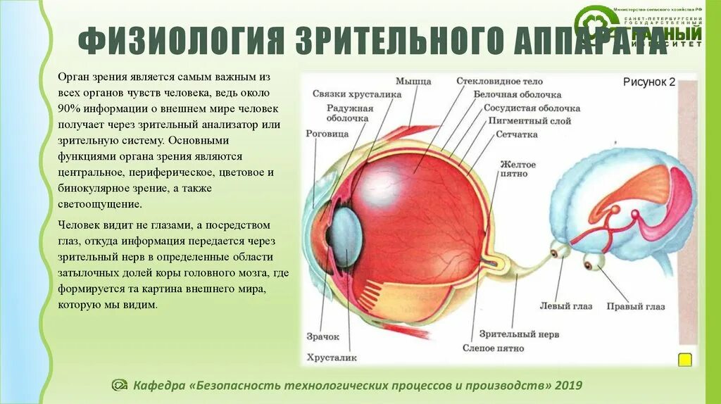 Зрительный анализатор в затылочной доле. Зрительная сенсорная система зрительный нерв. Схема зрительного анализатора физиология. Строение зрительной системы человека. Зрительный анализатор ф.