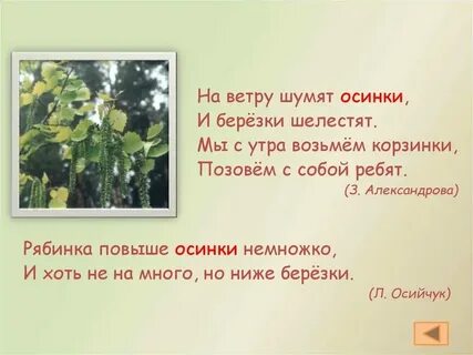 Осинка мерзнет на ветру