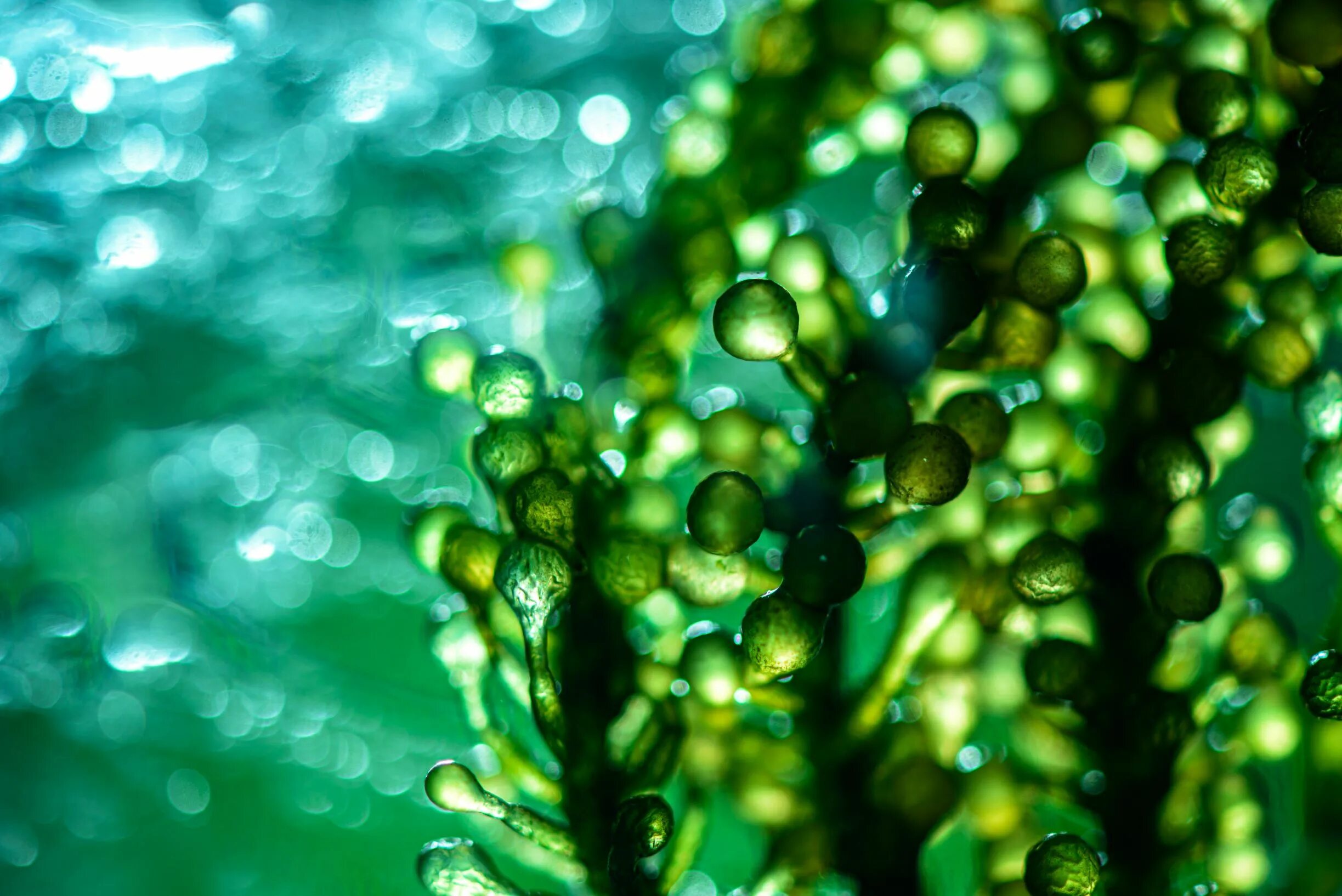 Микроводоросли хлорелла. Зеленые водоросли хлорелла. Микроводоросли биотопливо. Синезеленая водоросль спирулина.