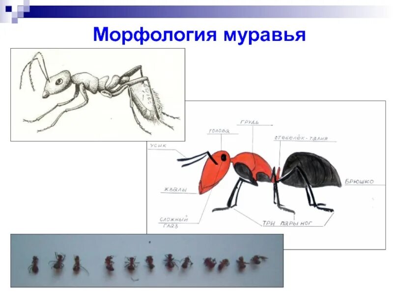 Какое развитие у муравья. Морфология муравья. Схема развития муравья. Стадии развития муравья. Муравей схема.