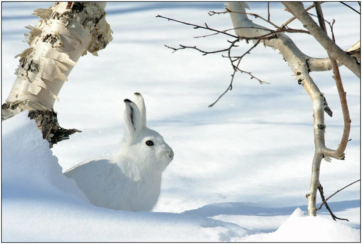 северный заяц беляк. заяц на снегу. заяц беляк зима лес. заяц беляк нора. заяц в зимнем лесу картинки.