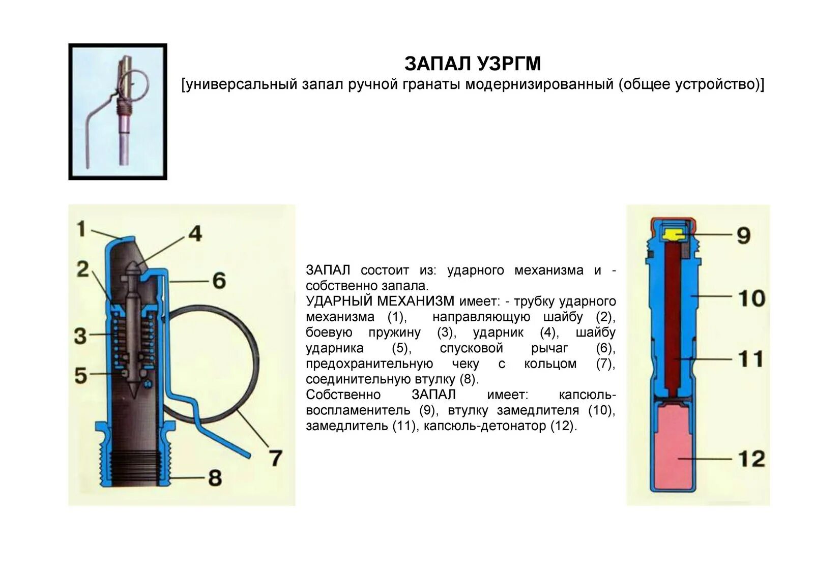 Запал гранаты ф1 устройство. Запал ф-1 устройство. Запал ручной гранаты УЗРГМ. Запал гранаты ф1 резьба.
