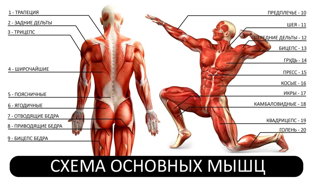 Какие мышцы самые. Схема основных мышц. Мышцы человека. Основные мышцы человека. Мышцы человека для тренировок.