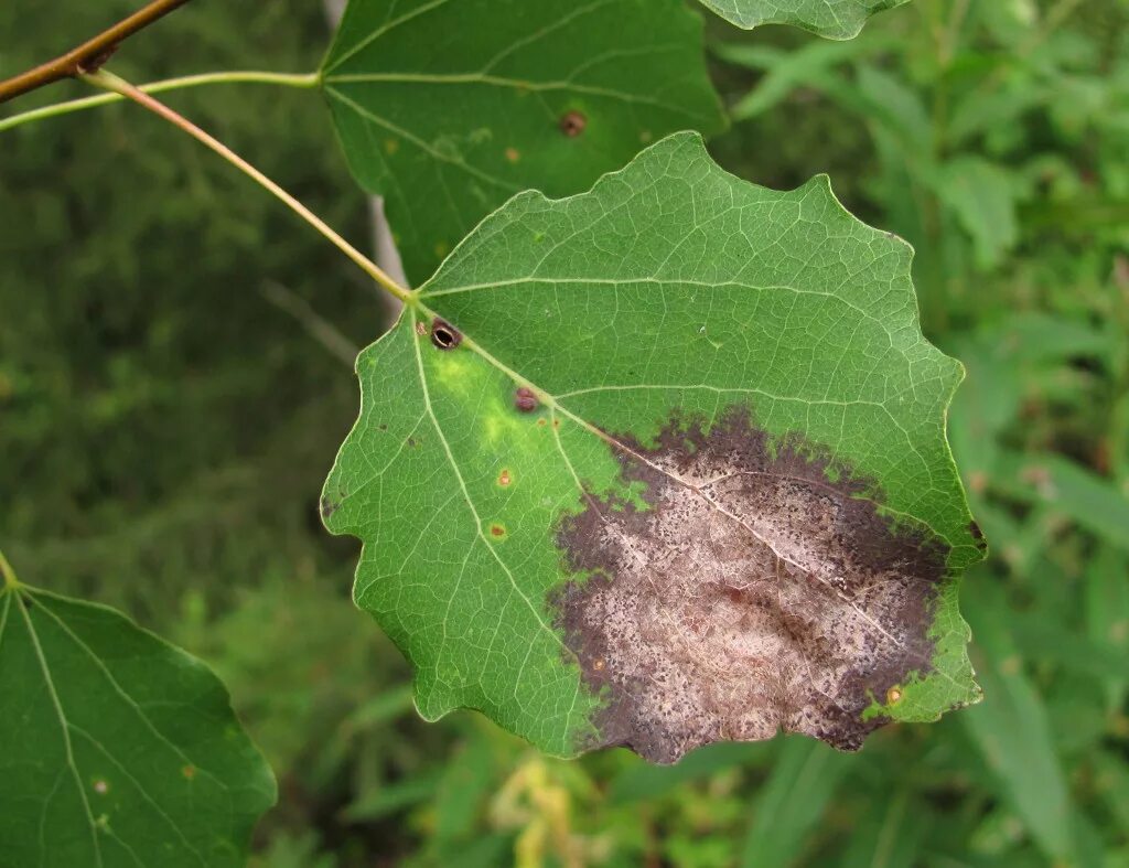 Common diseases in organic hoophouse greens - MSU Extension