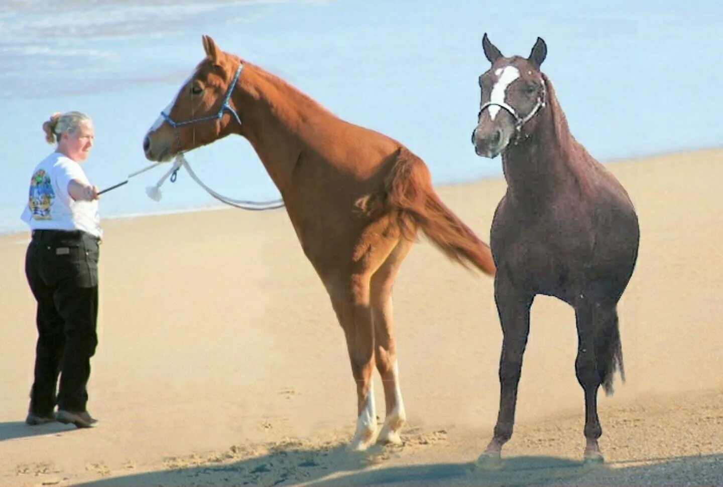 Беременна ли лошадь. Лошадь на двух ногах. Двуногая лошадь.