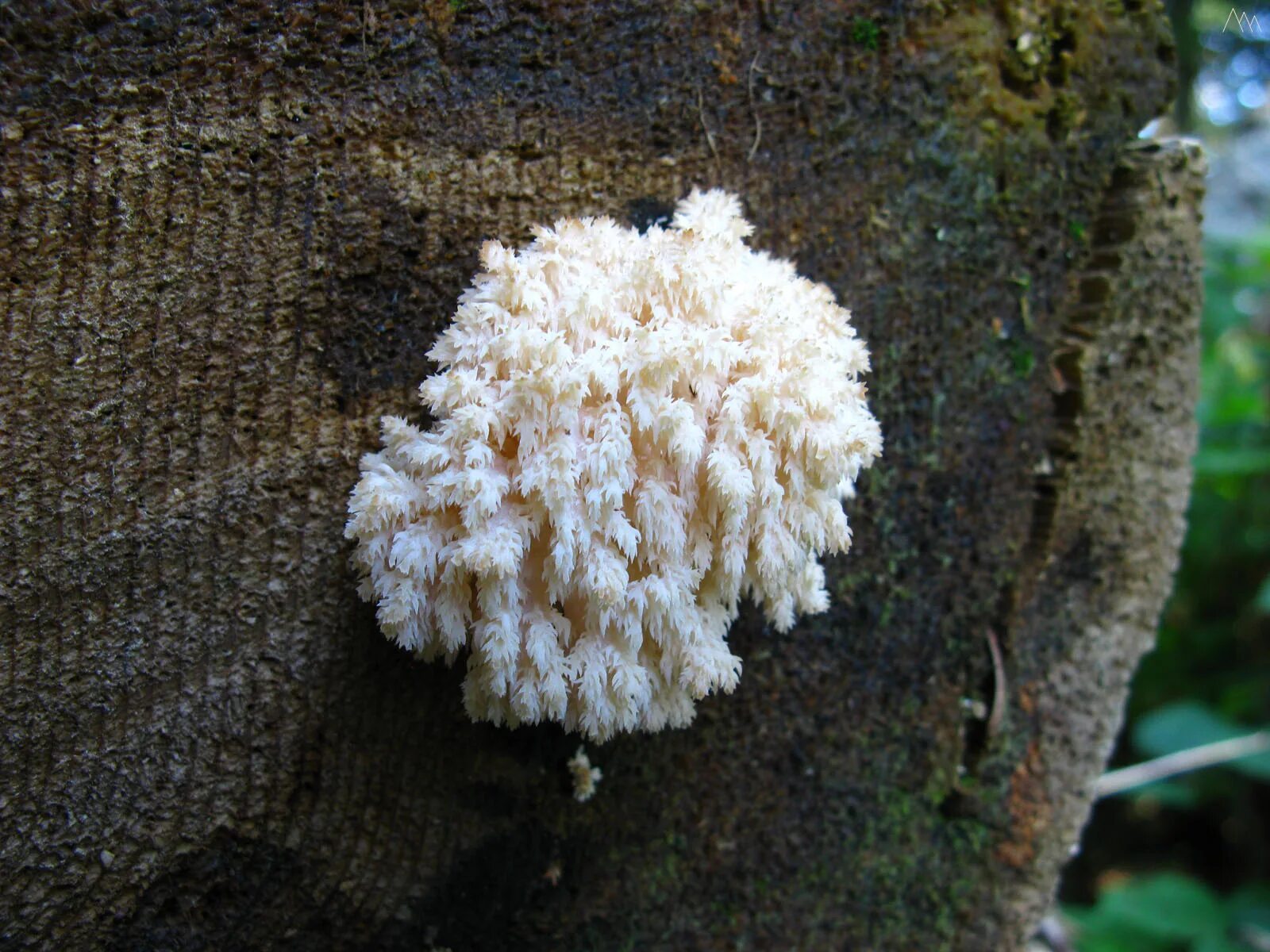 Ежовик плодовое тело. Ежовик коралловидный. Ежовик коралловый. Ежовик коралловый гриб съедобные. Ежевик гребенчатый.
