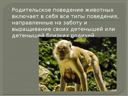 4 социальное поведение животных