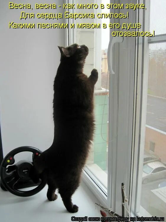 Видать не совсем. Смешные окна. Смешные коты с надписями окно. Смешные надписи на окнах. Кошка ждет у окна.
