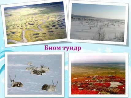 Биом тундры