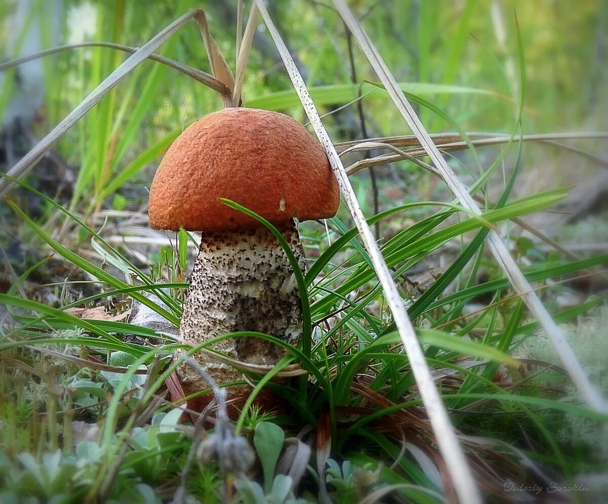 Подосиновик еловый. Гриб подосиновик под осиной. Подосиновик окрашенноногий. Подосиновик обабок. Подосиновик растет под.