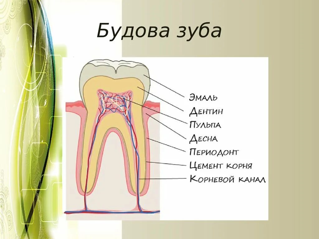 Строение зуба. Будова зуба.