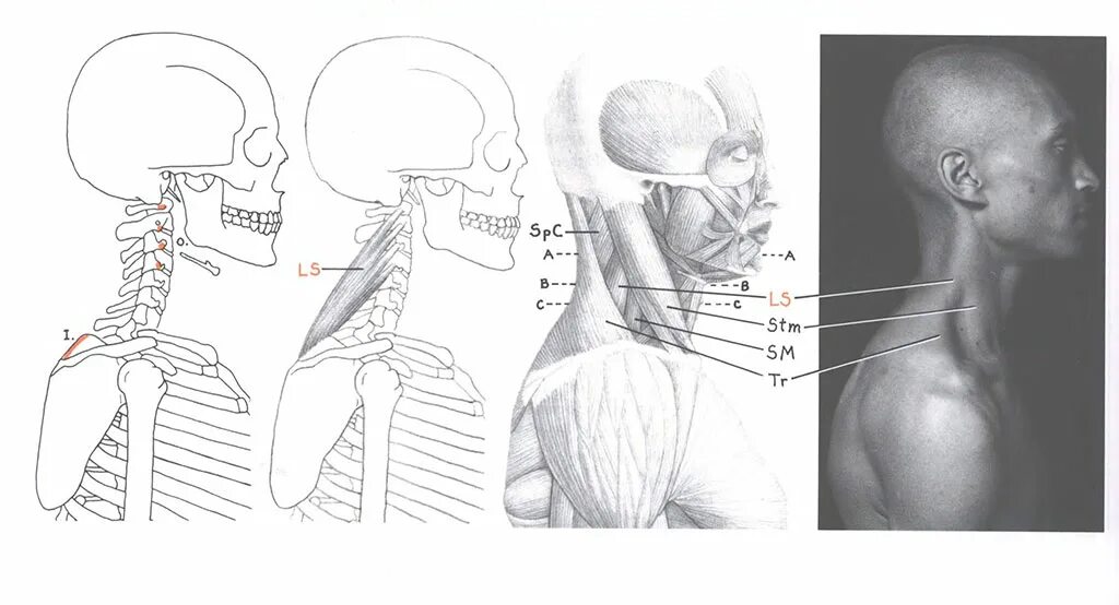 Как сделать кадык. Как сделать кадык. Как сделать кадык. Мускулистая шея. Накаченная мужская шея.