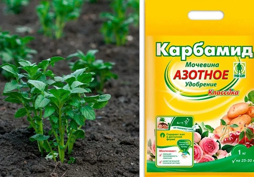 Фосфорные удобрения для картофеля. Удобрение для картофеля. подкормка картофеля. удобрение для картошки при посадке. подкормить картофель.