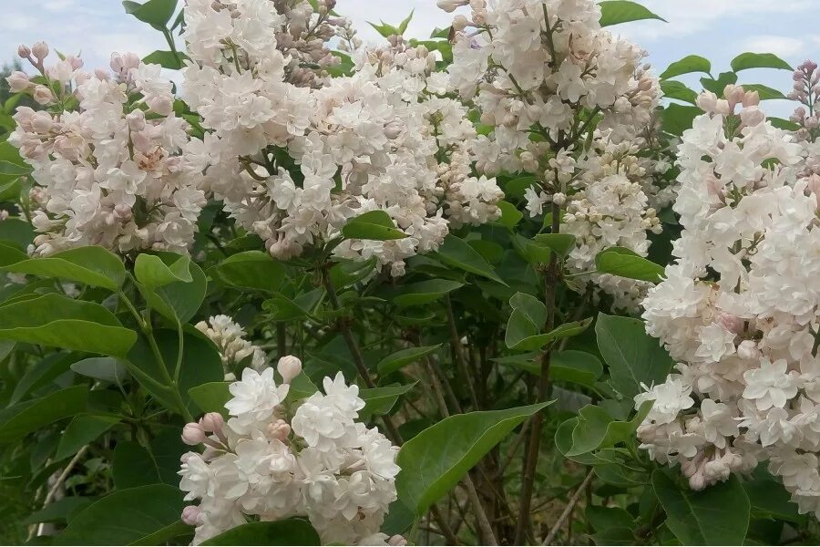 Сирень обыкновенная маленький принц. Сирень сорт маленький принц. Syringa vulgaris маленький принц. Сирень Syringa vulgaris mazais.