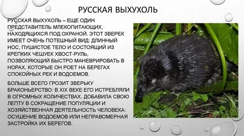 Владимирская красная книга