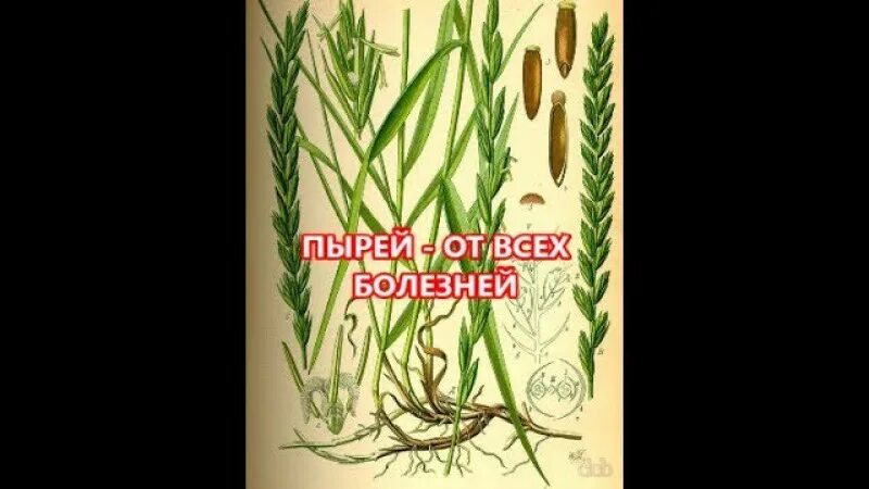 Пырей ползучий лист. Пырей ползучий корень. пырей ползучий гербарий. пырей корневищный. пырей ботаника.