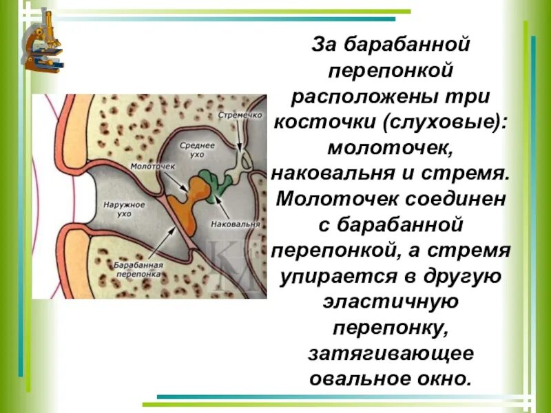 Что за барабанной перепонкой. Расположение барабанной перепонки. Что расположено за барабанной перепонкой. Стремечко упирается в барабанную перепонку.. Барабанная перепонка овальное окошко стремечко