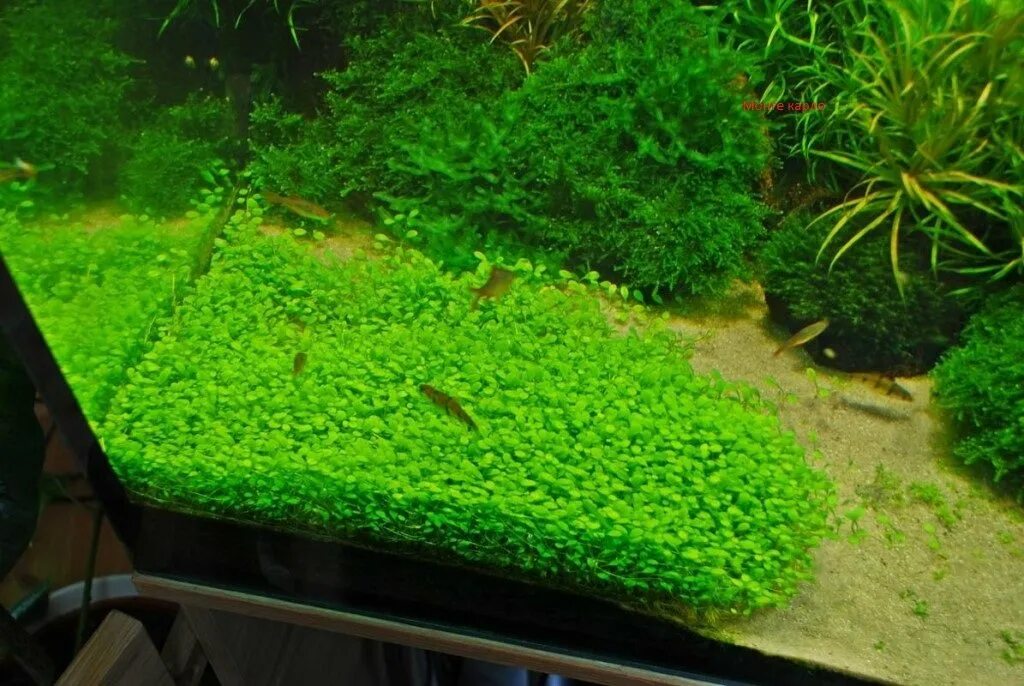 Хемиантус микрантемоидес. Почвопокровные растения для аквариума. Почвопокровные растения для аквариума. Глоссостигма аквариумное растение. Хемиантус монте карло.