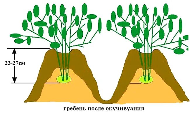 Какая температура земли при посадке картошки