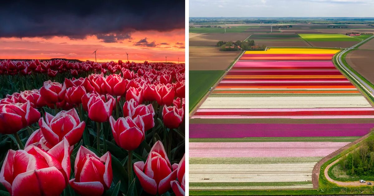 Где тюльпановые поля. Тюльпановые поля в Нидерландах. Амстердам тюльпановые поля. Лейден поля тюльпанов. Калинково тюльпановые поля.